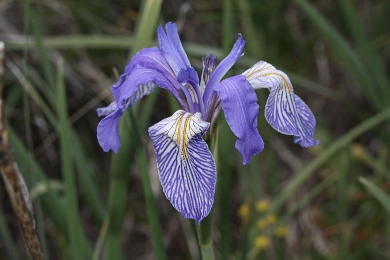 File:Iris missouriensis 9425.JPG