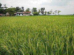 A rice field in Bulacan