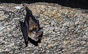 Brown bat