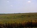 Wheat field near Temerin