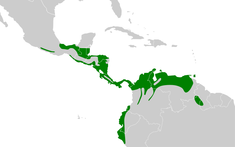 File:Lepidocolaptes souleyetii map.svg