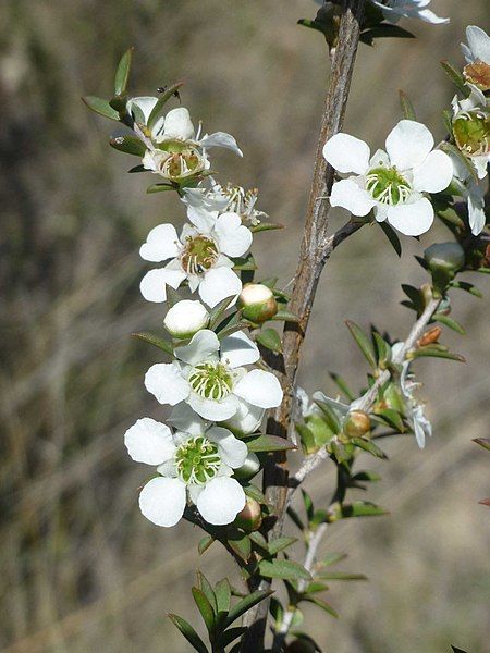 File:Leptospermum continentale flowers.jpg