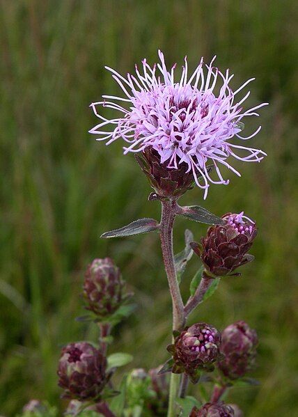 File:Liatris novae-angliae 37013256975.jpg