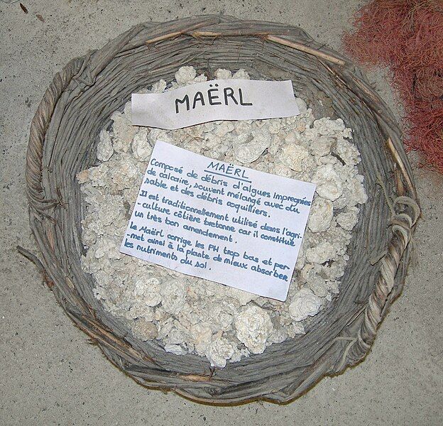 File:Maërl.JPG