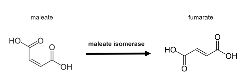 File:MaleateToFumarate.png