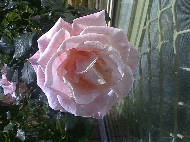 File:Mary mackillop rose.jpg