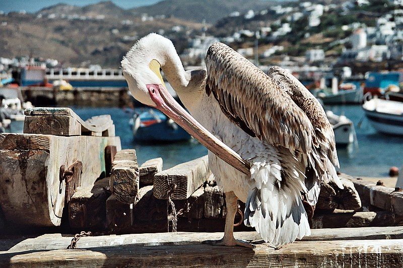 File:Mykonos Pelican.jpg