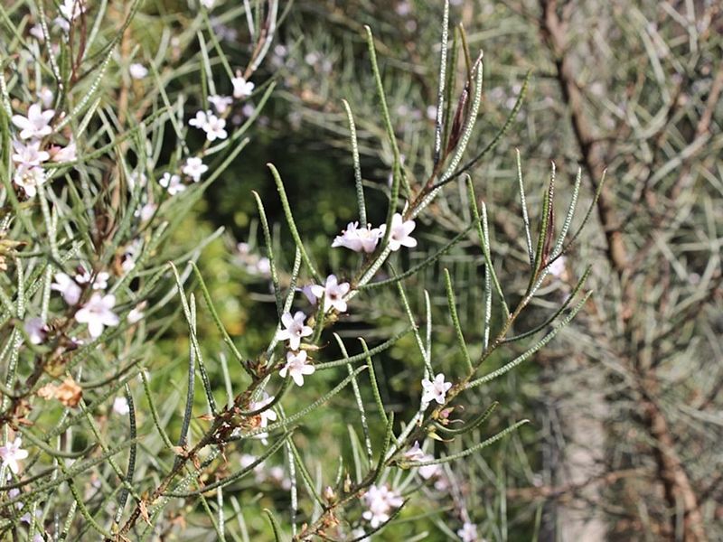 File:Myoporum turbinatum.jpg