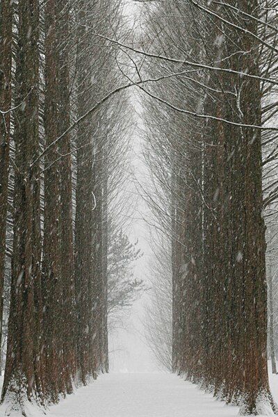 File:Nami island winter.jpg