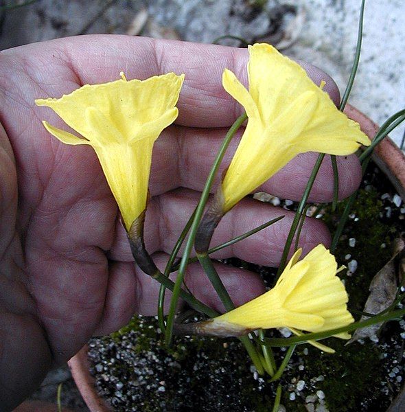 File:Narcissus blancoi.jpg