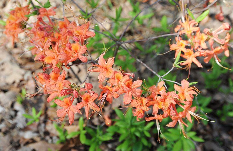 File:Native Orange Azalea.jpg