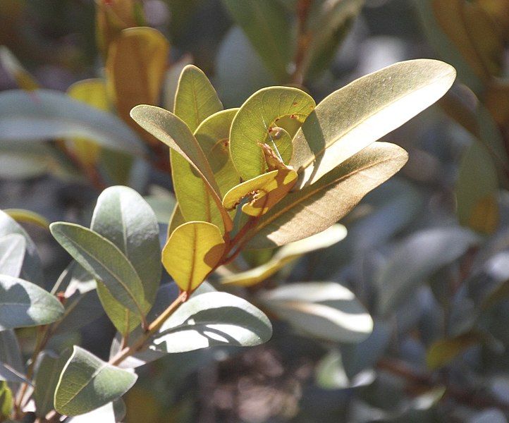 File:Neoroepers buxifolia.jpg