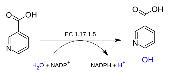 File:Nicotinate dehydrogenase.svg