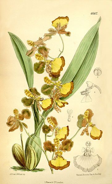 File:Oncidium praetextum.jpg