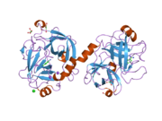 2bdg: Human Kallikrein 4 complex with nickel and p-aminobenzamidine