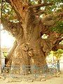 (==Summary== View of Parijat tree in the village of Kintoor, near Barabanki, Uttar Pradesh, India. ==Source== Picture taken by Faiz Haider.)