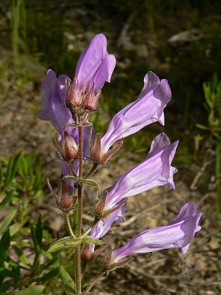 File:Penstemon fruticosus 15248.JPG