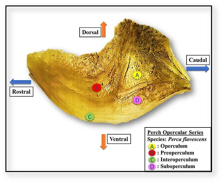 File:Perch Operculum.jpg