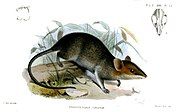 Drawing of brown dunnart