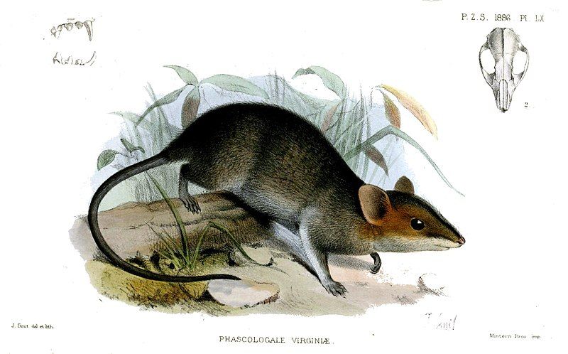 File:PhascologaleVirginiaeSmit.jpg