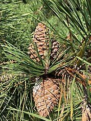 cone and foliage