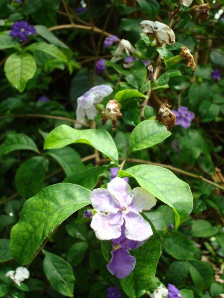 File:Plants Chicago 002.JPG