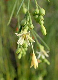 Flowers and young fruit