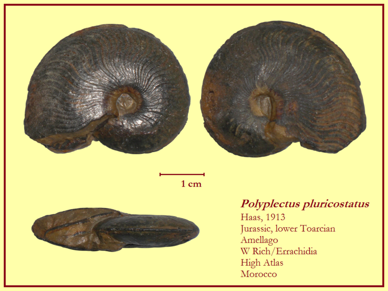 File:Polyplectus pluricostatum.png