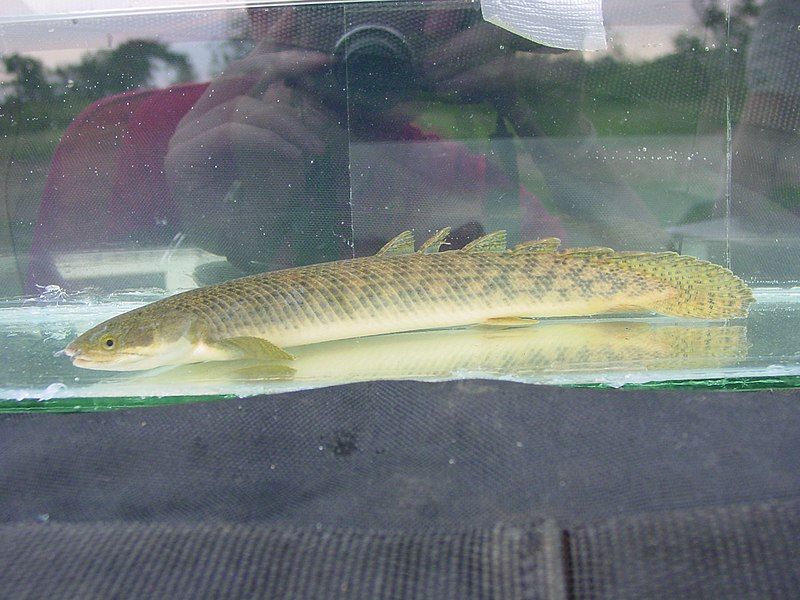 File:Polypterus palmas 53146355.jpg