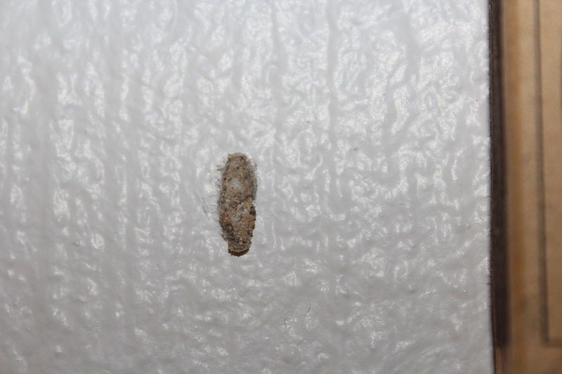 File:Pupae.JPG