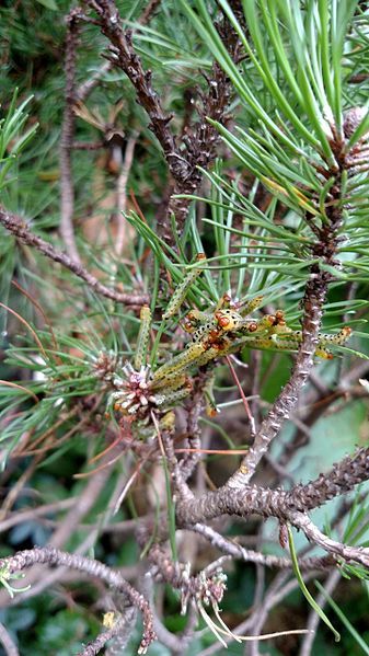 File:RedHeadedPineSawflyLarvae-MugoBush-AmherstMA-20150806.jpg