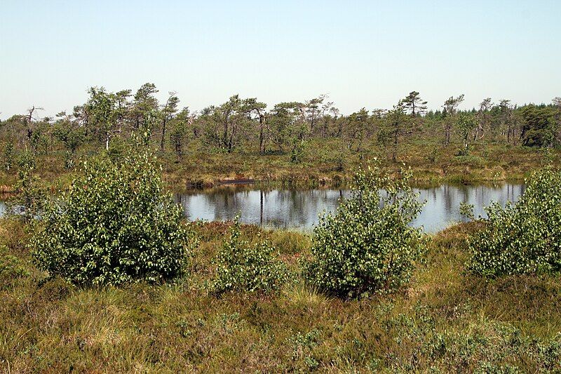 File:Rhoen-Schwarzes Moor-14-Teich-2019-gje.jpg