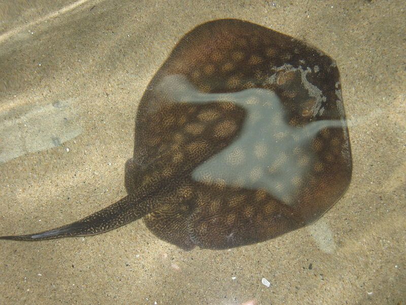 File:Round stingray.jpg