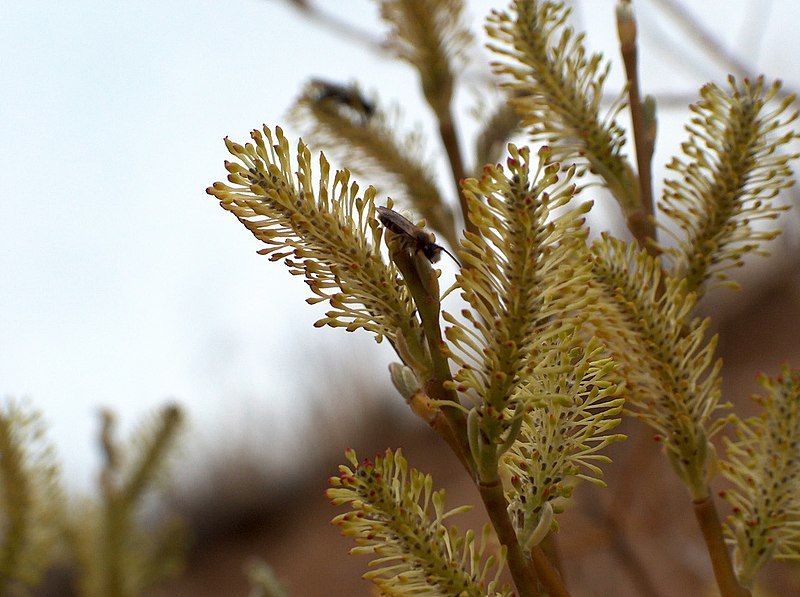 File:Salix lasiolepis flowers.jpg