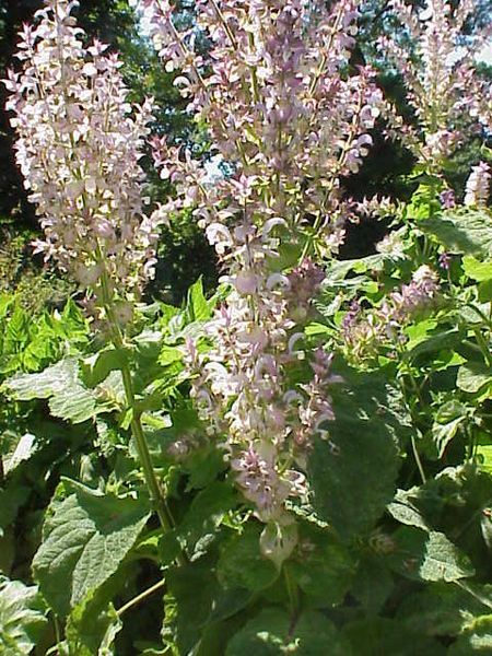 File:Salvia sclarea3.jpg