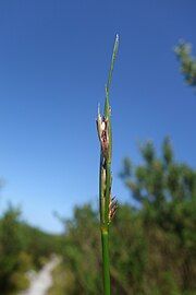 Flowering head