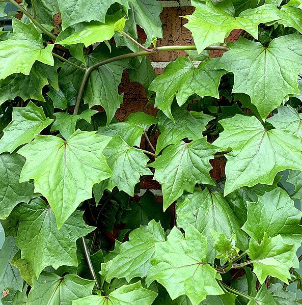 File:Senecio tamoides leaves.jpg