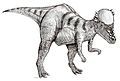 Pachycephalosaurus with thick bony skull.