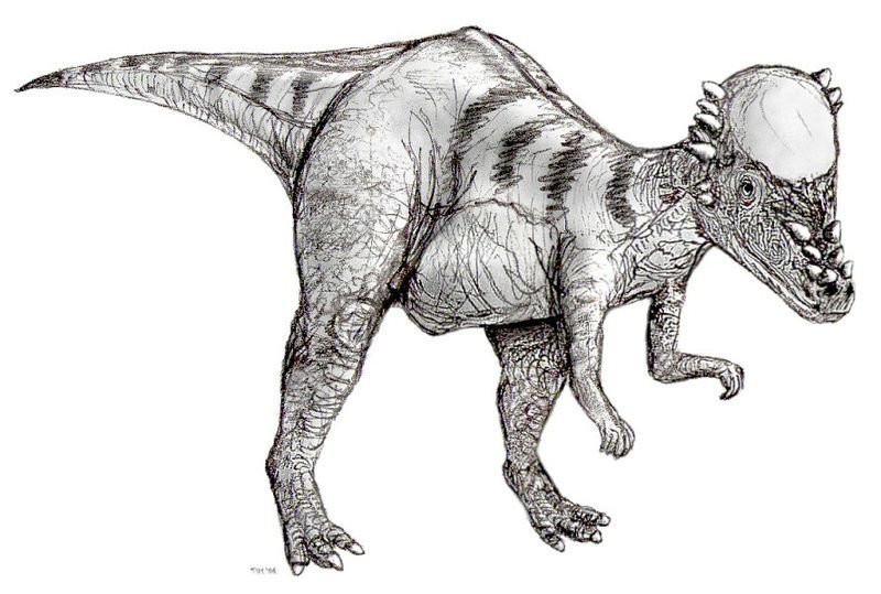 File:Sketch pachycephalosaurus2.jpg