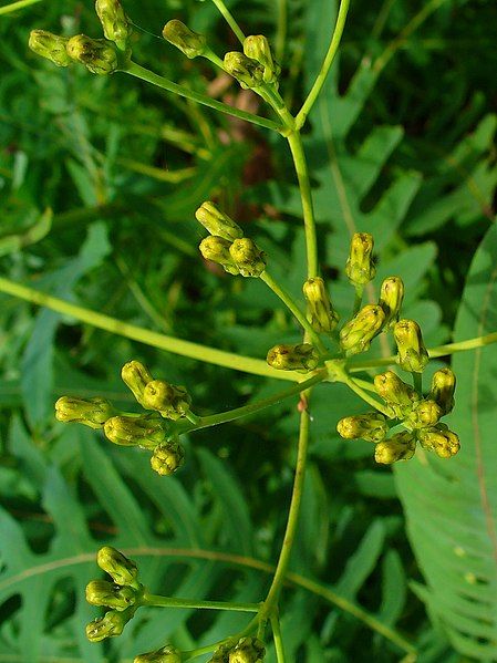 File:Sonchus palmensis 004.JPG