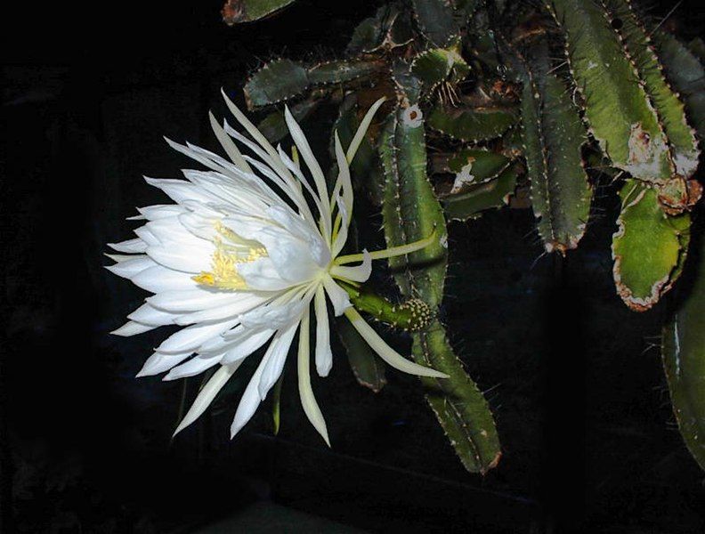 File:Strophocactus testudo13UE adj.jpg