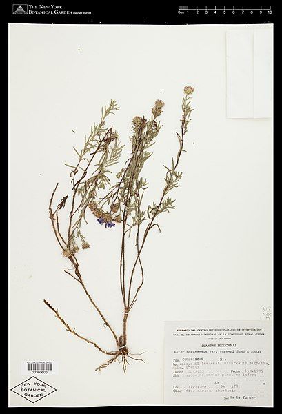 File:Symphyotrichum turneri specimen.jpg