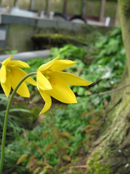 File:Tulipa sylvestris03.jpg