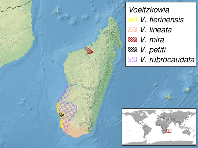 File:Voeltzkowia sp. distribution.png