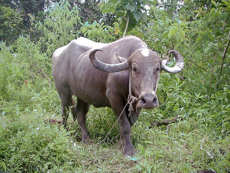 File:Water-buffalo.jpg