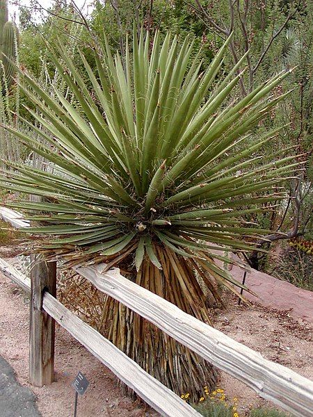 File:Yucca faxoniana.jpg