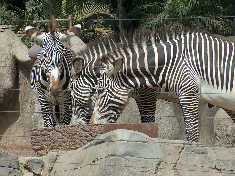 File:Zebras01.jpeg