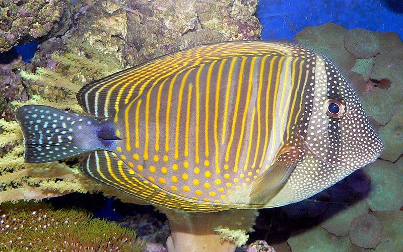 File:Zebrasoma desjardinii 1.jpg