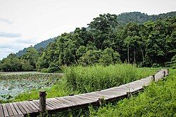 Wooden bridge in Thale Ban National Park