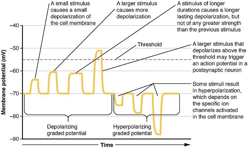 File:1223 Graded Potentials-02.jpg